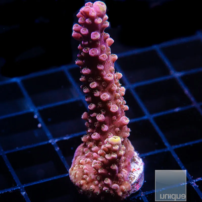 Acropora sp. Unique Corals Red Slimer- WYSIWYG Frag SPS