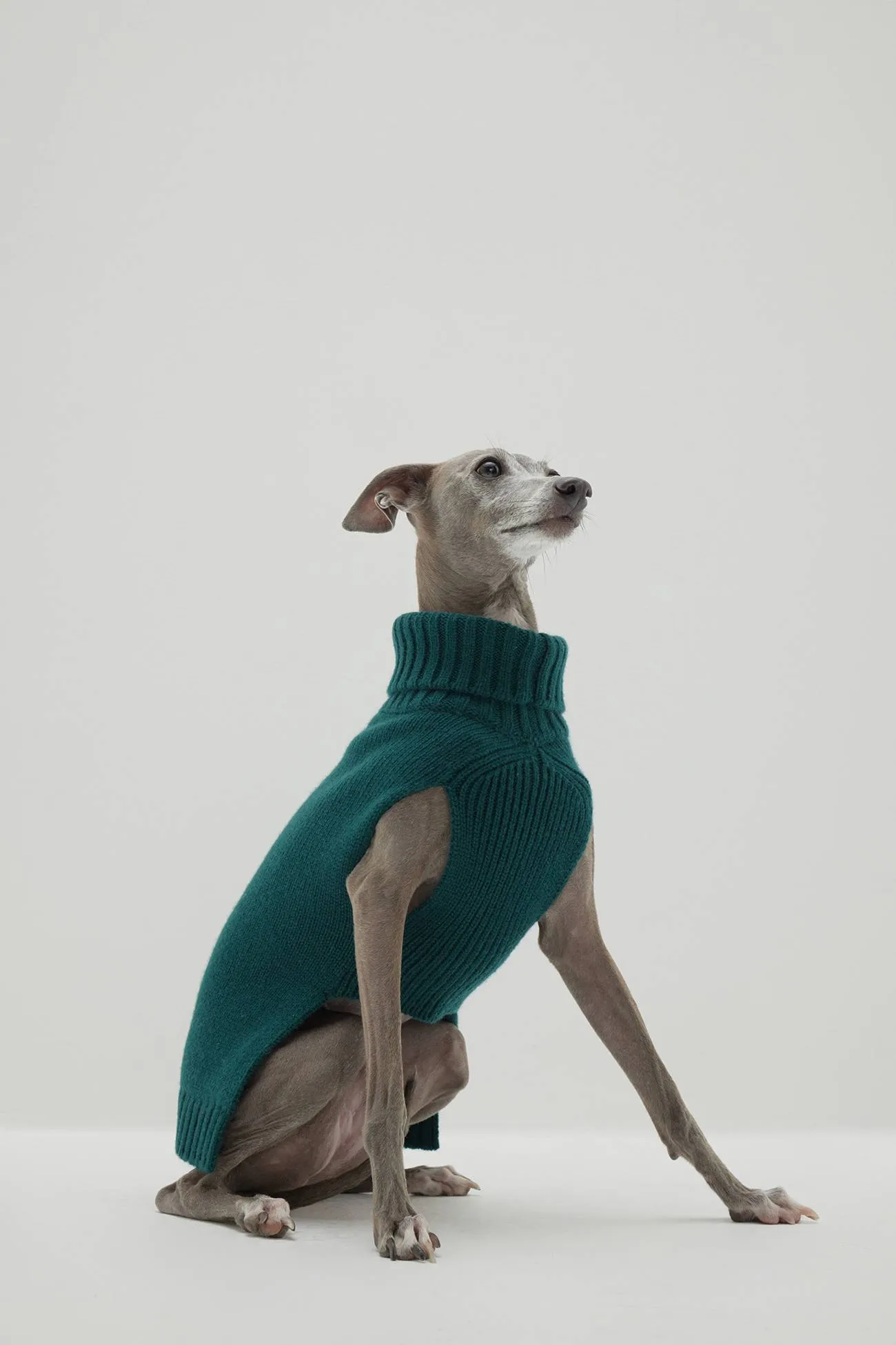 CASHMERE JERSEY DOG SWEATER