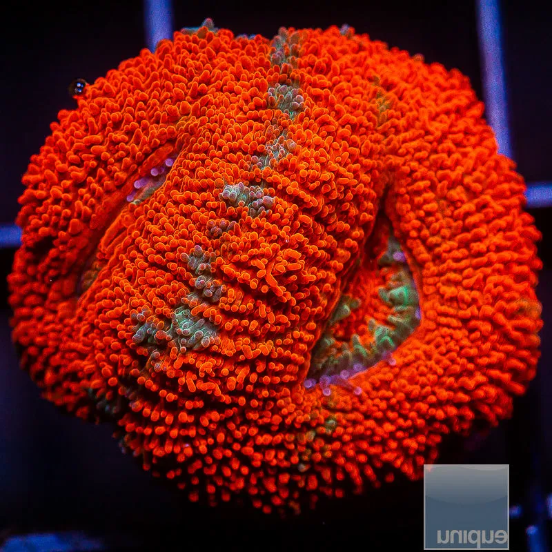 Micromussa lordhowensis sp. Red Acan Lord- WYSIWYG Frag LPS