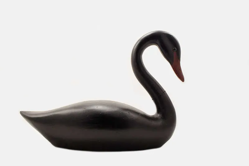 Small Black Swan by Paul Irving